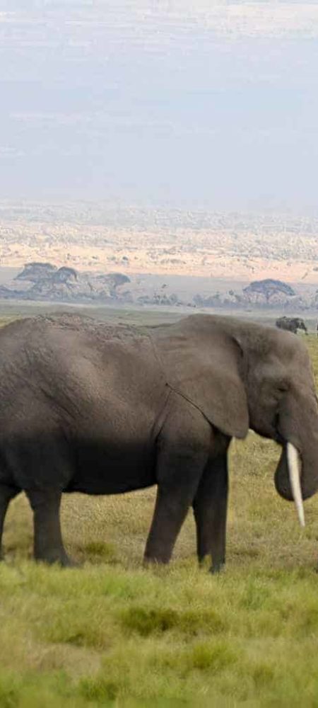 El Parque Nacional Amboseli