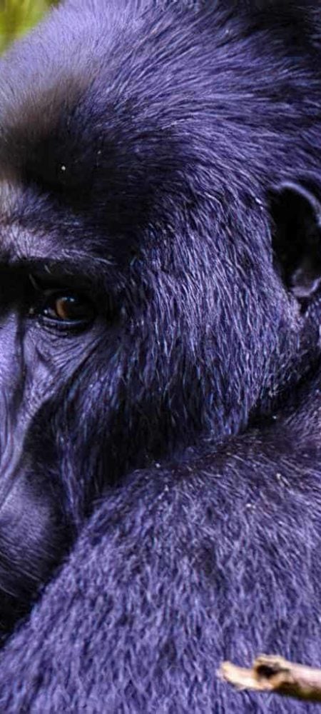 Los Gorilas de Montaña de Uganda