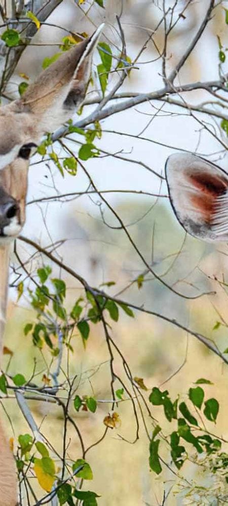 A la sombra de un mopane (12 fotos de Botswana)