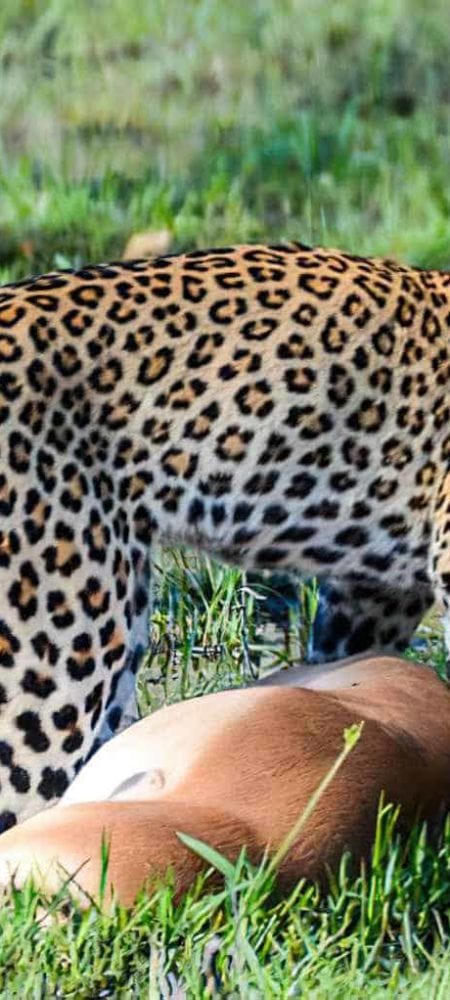 A la “caza” del leopardo de Moremi