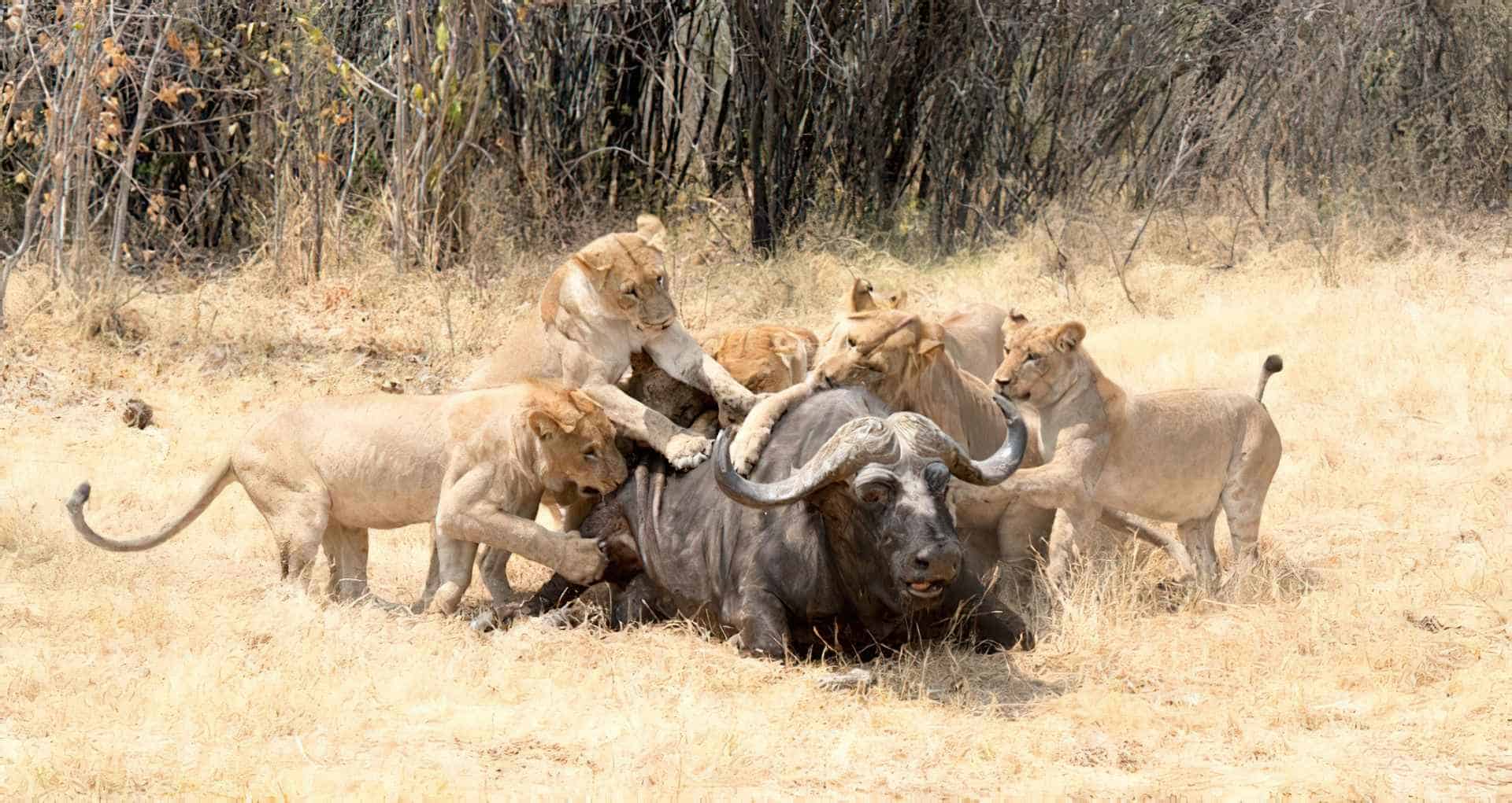 Leones cazando un búfalo en Botswana