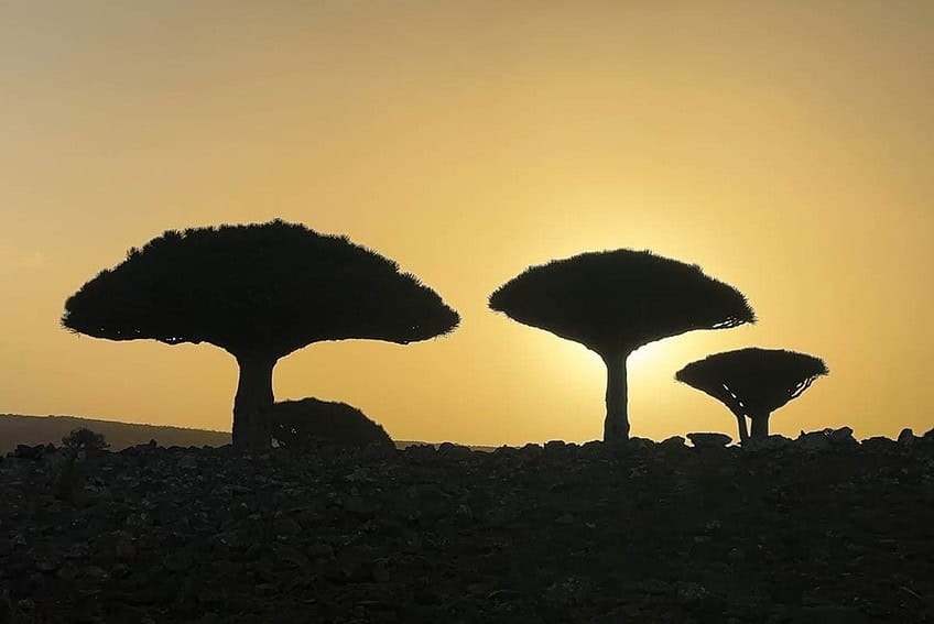 Detwah Lagoon y Shoab Beach, el oeste salvaje de Socotra 9 d03-46