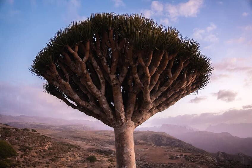 Firmihin, bosque de árboles de sangre de dragón en Socotra 6 d04-04