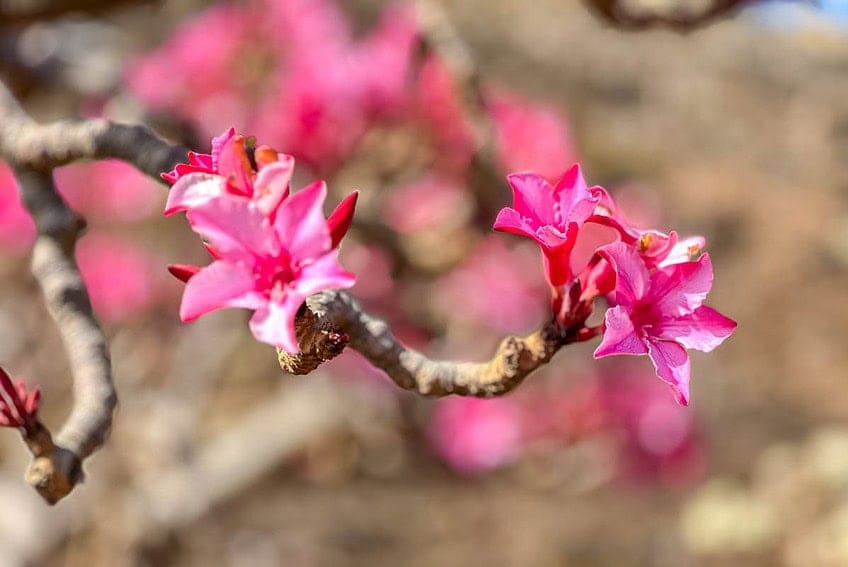 Firmihin, bosque de árboles de sangre de dragón en Socotra 7 d04-50