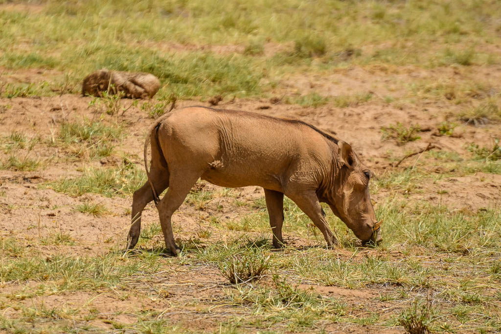 bufalo spring, cocodrilo, elefante, gamedrive, jirafa, Kenia, leon, leopardo, mochilero, por libre, safari, Samburu, tribu