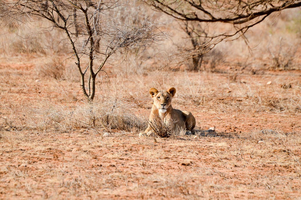 bufalo spring, cocodrilo, elefante, gamedrive, jirafa, Kenia, leon, leopardo, mochilero, por libre, safari, Samburu, tribu