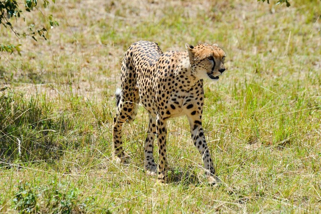 Amboseli, Diani, Kenia, Lago Nakuru, Loita Hills, Masai Mara, Mombasa, por libre, safari, Samburu