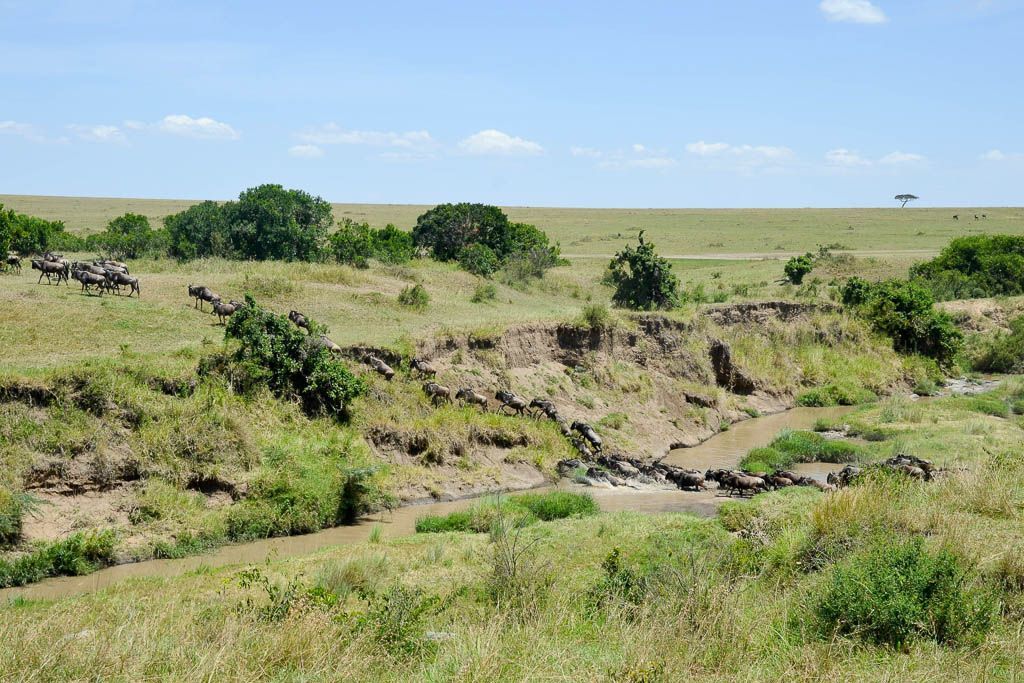 cruce rio, elefante, gran migración, guepardo, Kenia, leon, Masai Mara, mochilero, por libre