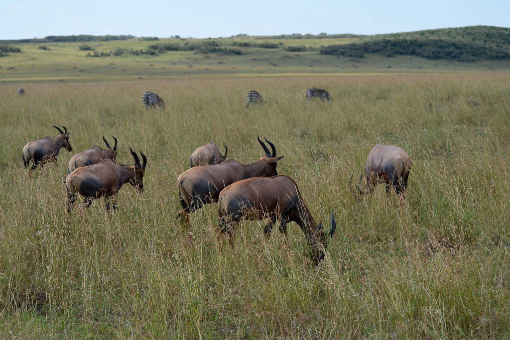 cruce rio, elefante, gran migración, guepardo, Kenia, leon, Masai Mara, mochilero, por libre