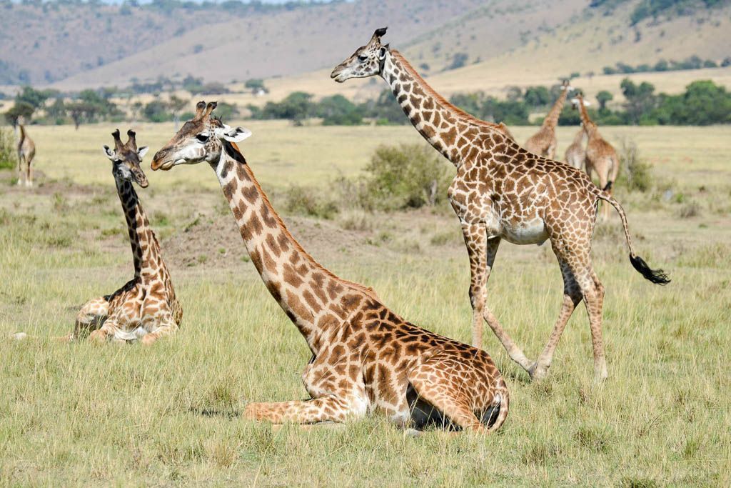 cruce rio, elefante, globo, jirafa, Kenia, leon, Masai Mara, mochilero, por libre, serengueti