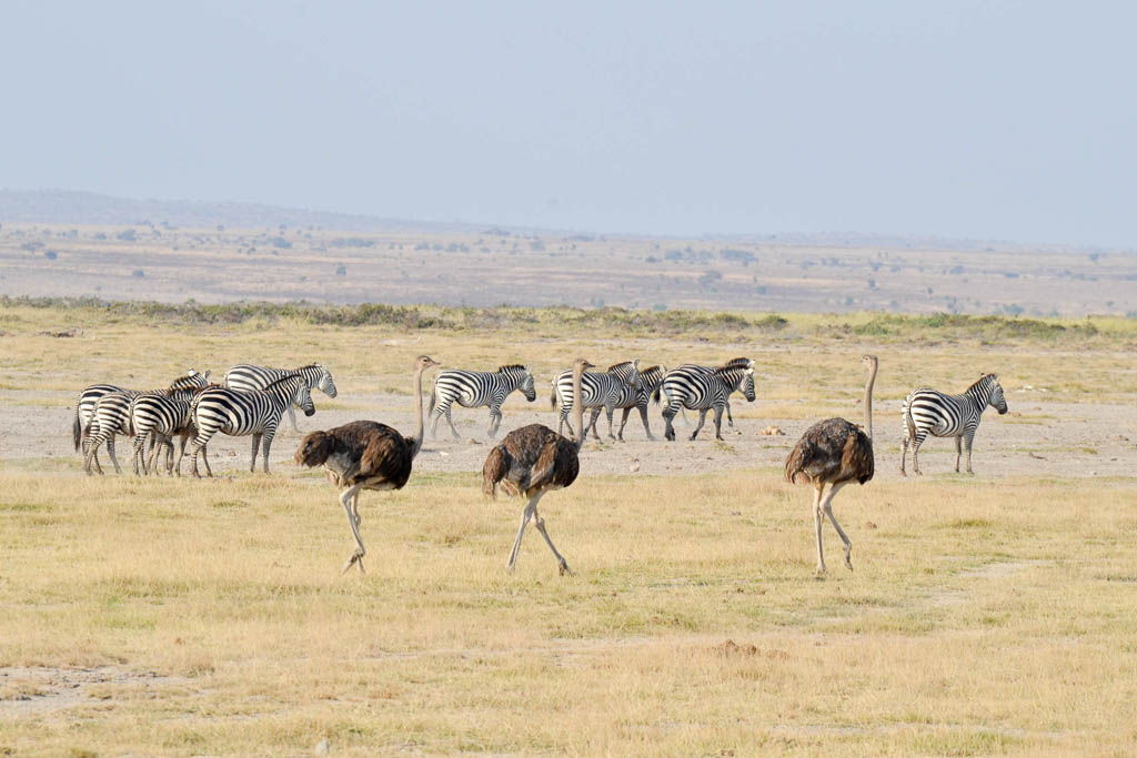 Amboseli, atardecer, elefante, jirafa, Kenia, Kilimanjaro, mochilero, observacion hill, por libre