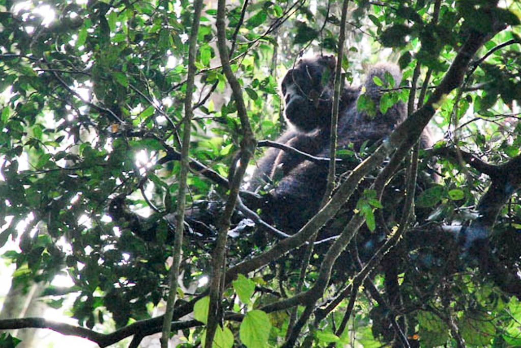 chimpance, kazinga, Kibale, mochilero, por libre, Queen Elisabeth, trekking, Uganda