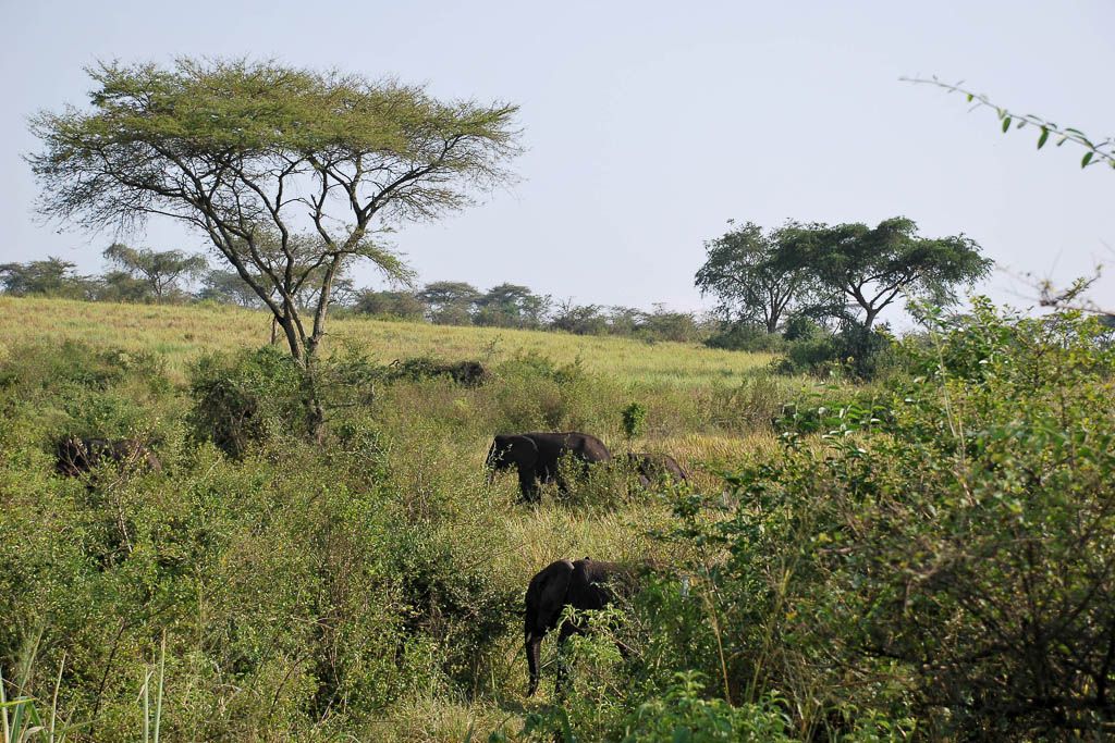 barco, elefante, gamedrive, kazinga, mochilero, por libre, Queen Elisabeth, safari, Uganda