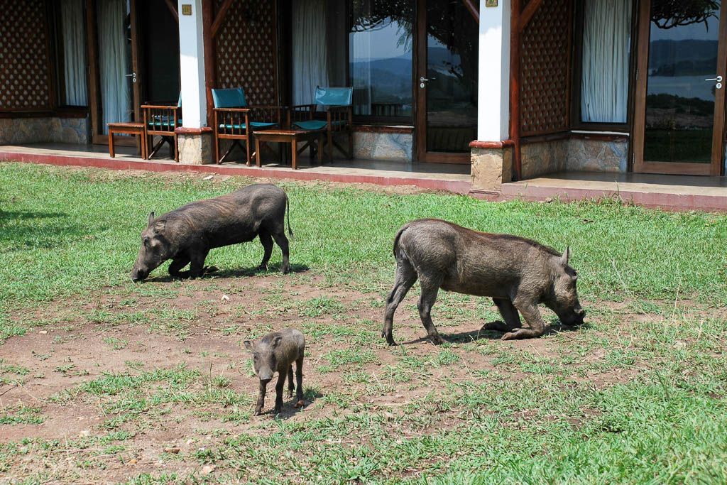 barco, elefante, gamedrive, kazinga, mochilero, por libre, Queen Elisabeth, safari, Uganda