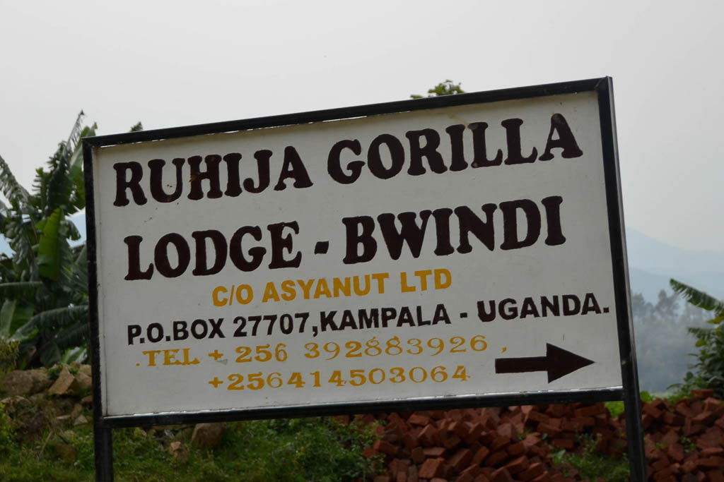 carretera, Ishasha, leon, mochilero, por libre, Queen Elisabeth, Ruhija, Uganda