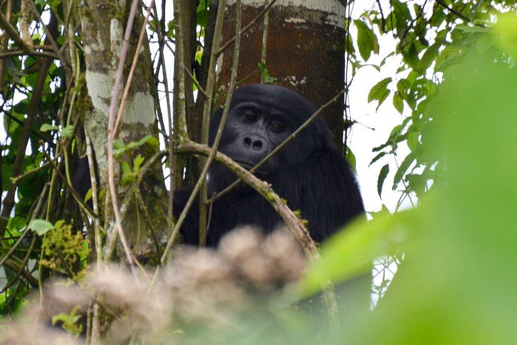 bosque, gorilas, mochilero, por libre, Ruhija, trekking, Uganda