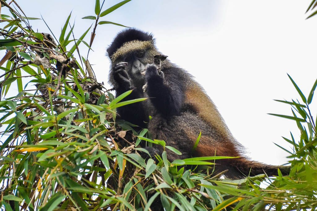 Gisenyi, golden monkeys, lago, mochilero, por libre, Ruanda, Ruhengeri