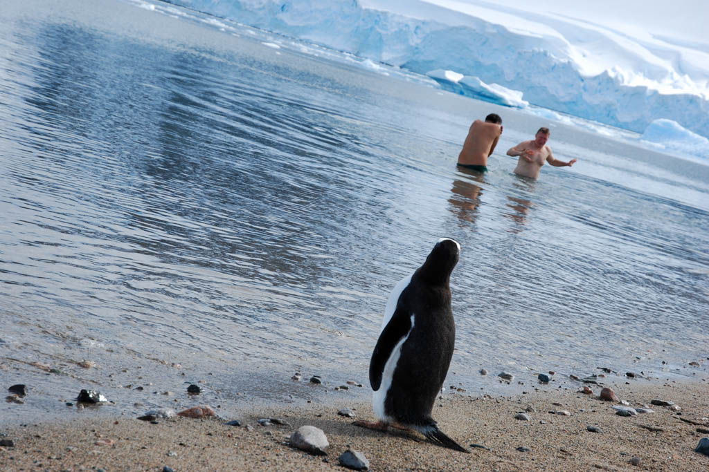 Antártida, fotos, por libre, recopilación, viaje exploración, viaje solo