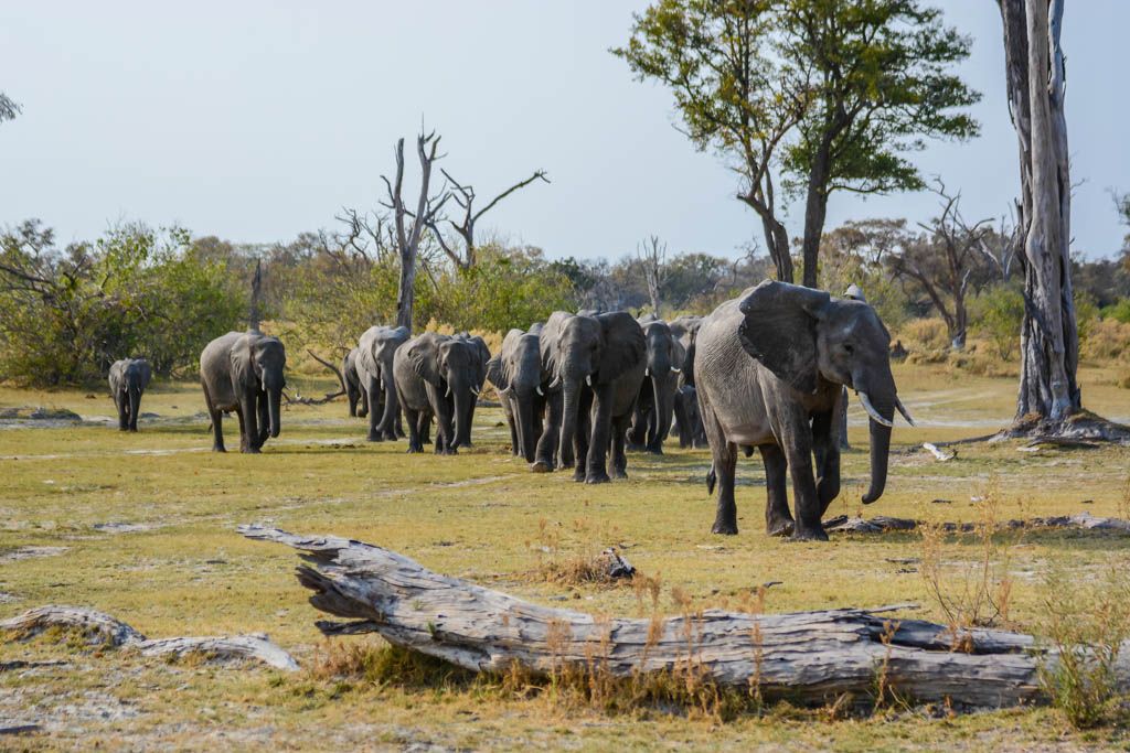 agencia especializada, botswana, Delta del Okavango, Moremi, safari, viaje con amigos