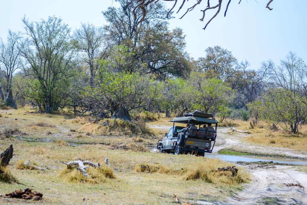 agencia especializada, botswana, leopardo, Moremi, safari, viaje con amigos