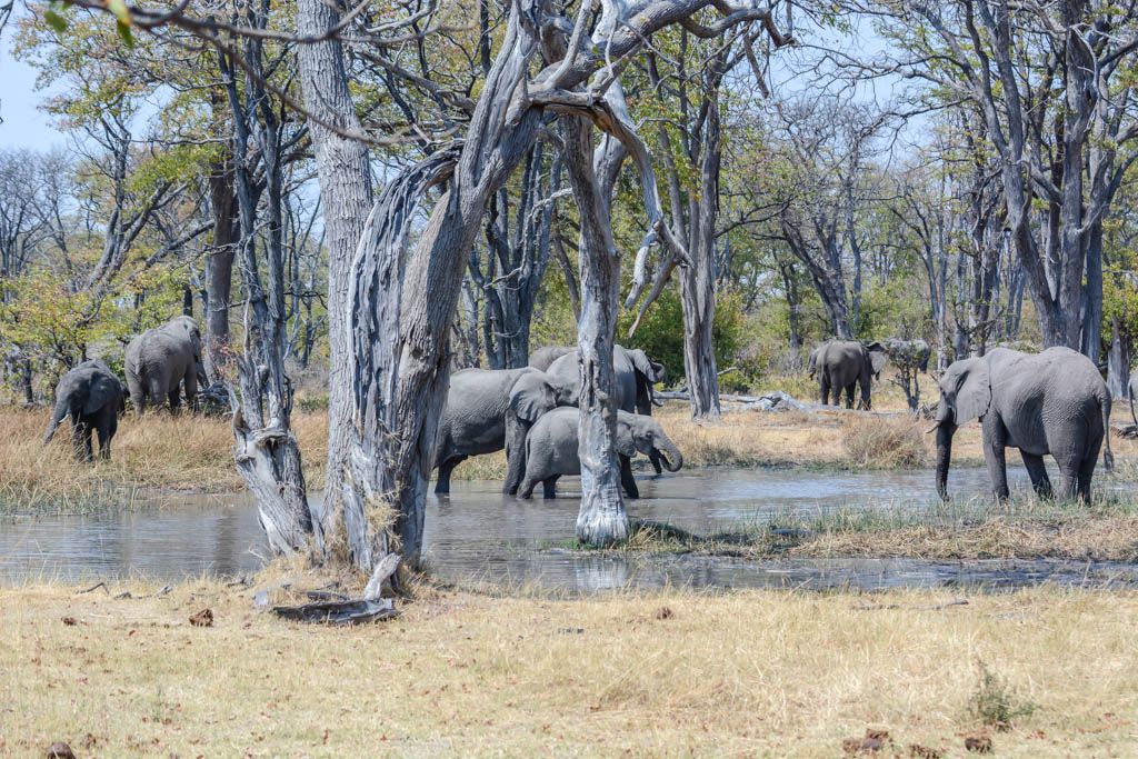 agencia especializada, botswana, Delta, Khwai, Mbabe, Moremi, Okavango, safari, Savuti, viaje con amigos, Xhobega