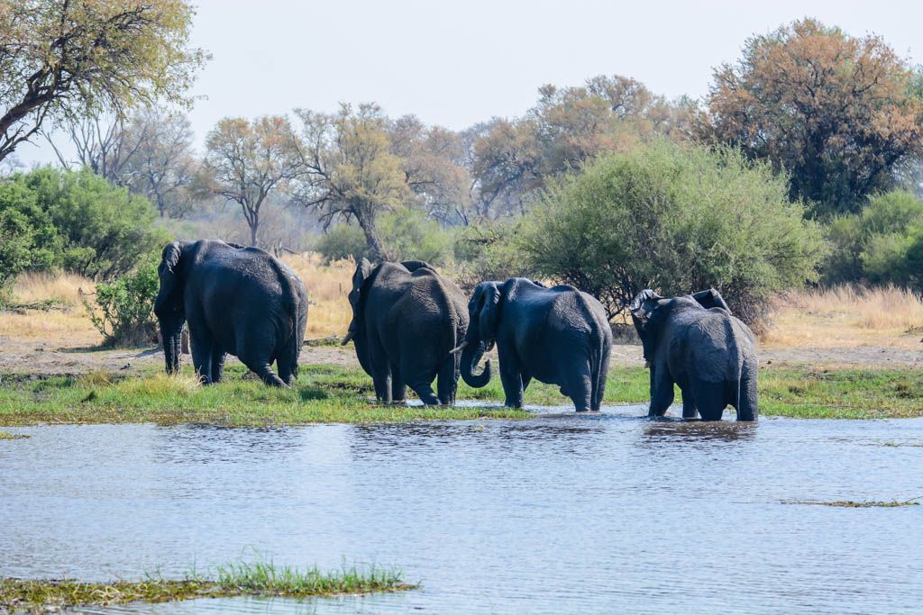 agencia especializada, botswana, Delta, Khwai, Mbabe, Moremi, Okavango, safari, Savuti, viaje con amigos, Xhobega