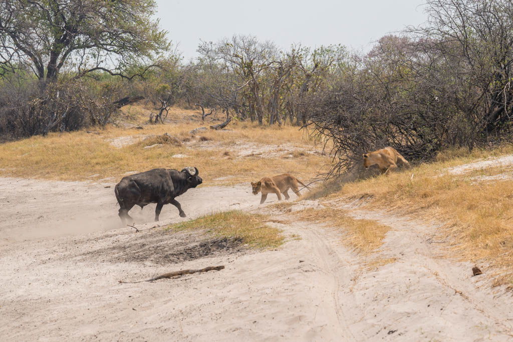 agencia especializada, botswana, búfalo, caza, Chobe, escena, leones, safari, Savuti, viaje con amigos