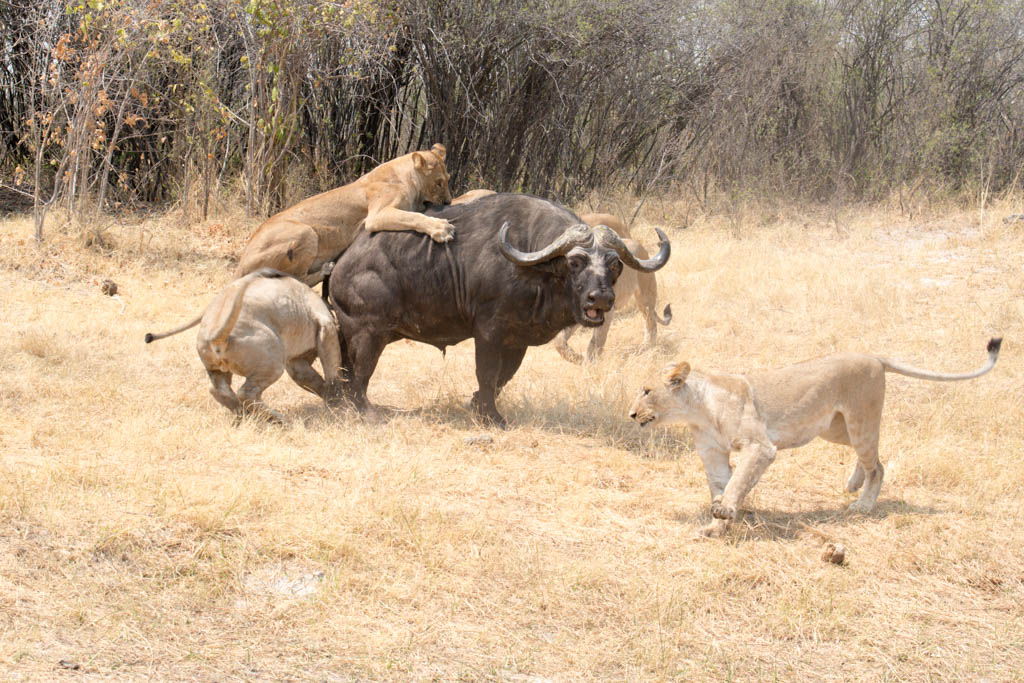 agencia especializada, botswana, búfalo, caza, Chobe, escena, leones, safari, Savuti, viaje con amigos