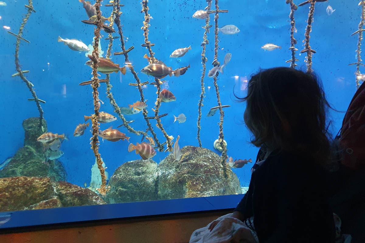 A Coruña, aquarium finisterrae, ciencias, con niños, días gratis, domus, Galicia, más visitados, mejores, mundo estrella galicia, museos, que ver, san antón