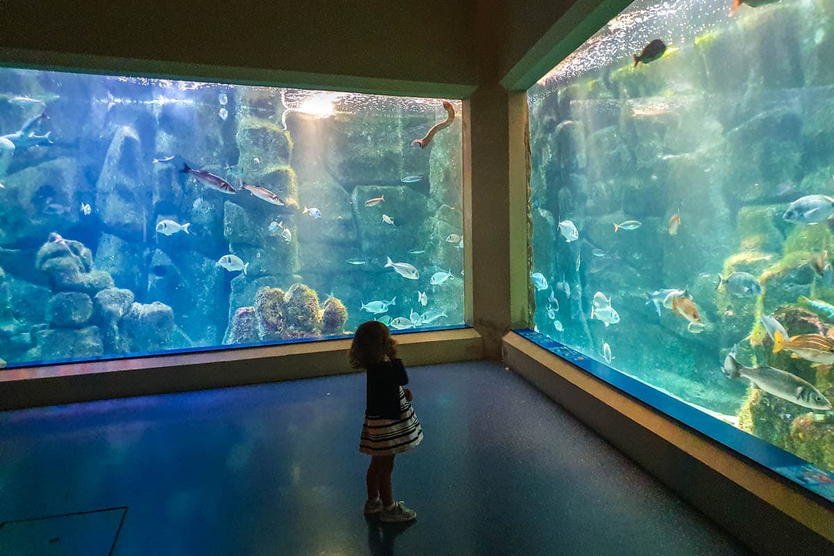 A Coruña, aquarium finisterrae, ciencias, con niños, días gratis, domus, Galicia, más visitados, mejores, mundo estrella galicia, museos, que ver, san antón