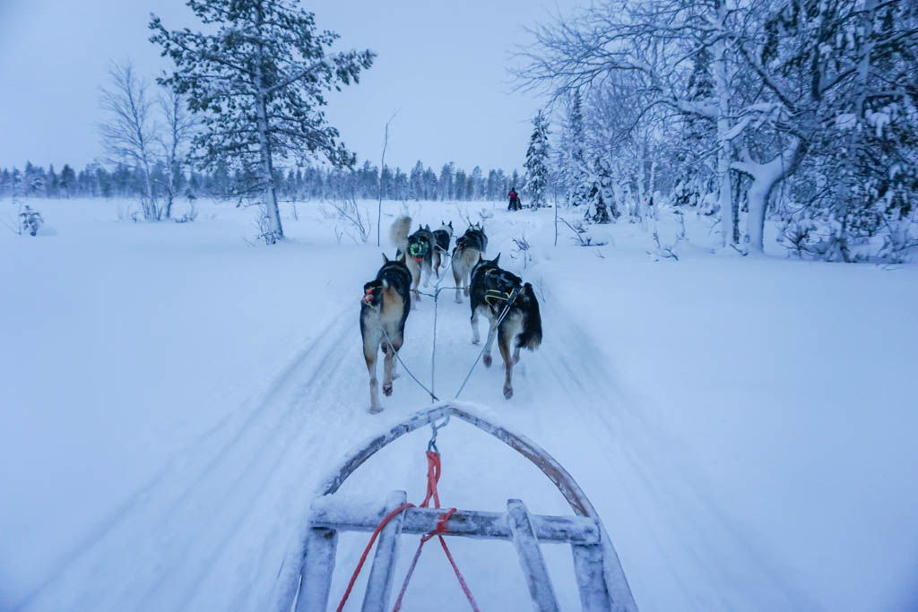 auroras boreales, finlandia, huskys, Immelkartano, laponia, Levi, por libre, sauna finlandesa, trineo de perros, viaje en pareja