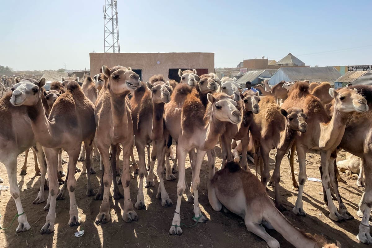 agencia especializada, Aventura, camellos, expedición, Mauritania, mercado, Nuakchot, pescado, que ver, ruta, Viaje, viaje solo, visitas