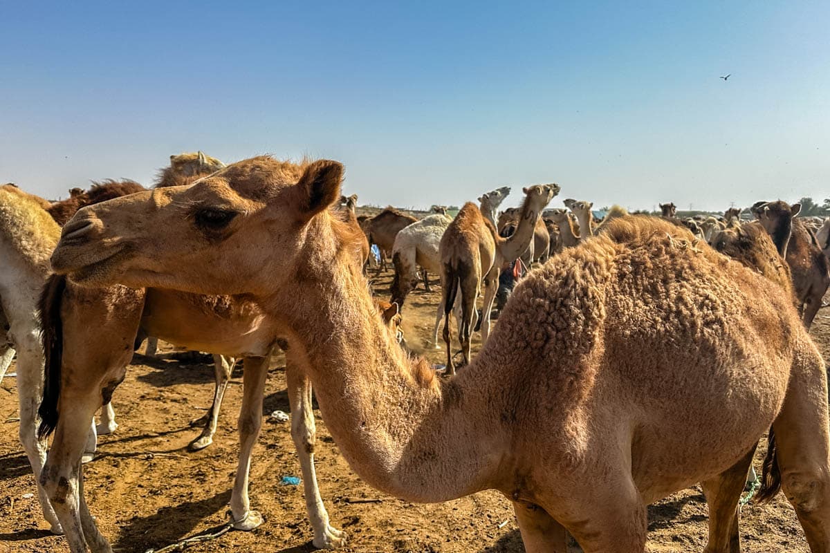 agencia especializada, Aventura, camellos, expedición, Mauritania, mercado, Nuakchot, pescado, que ver, ruta, Viaje, viaje solo, visitas