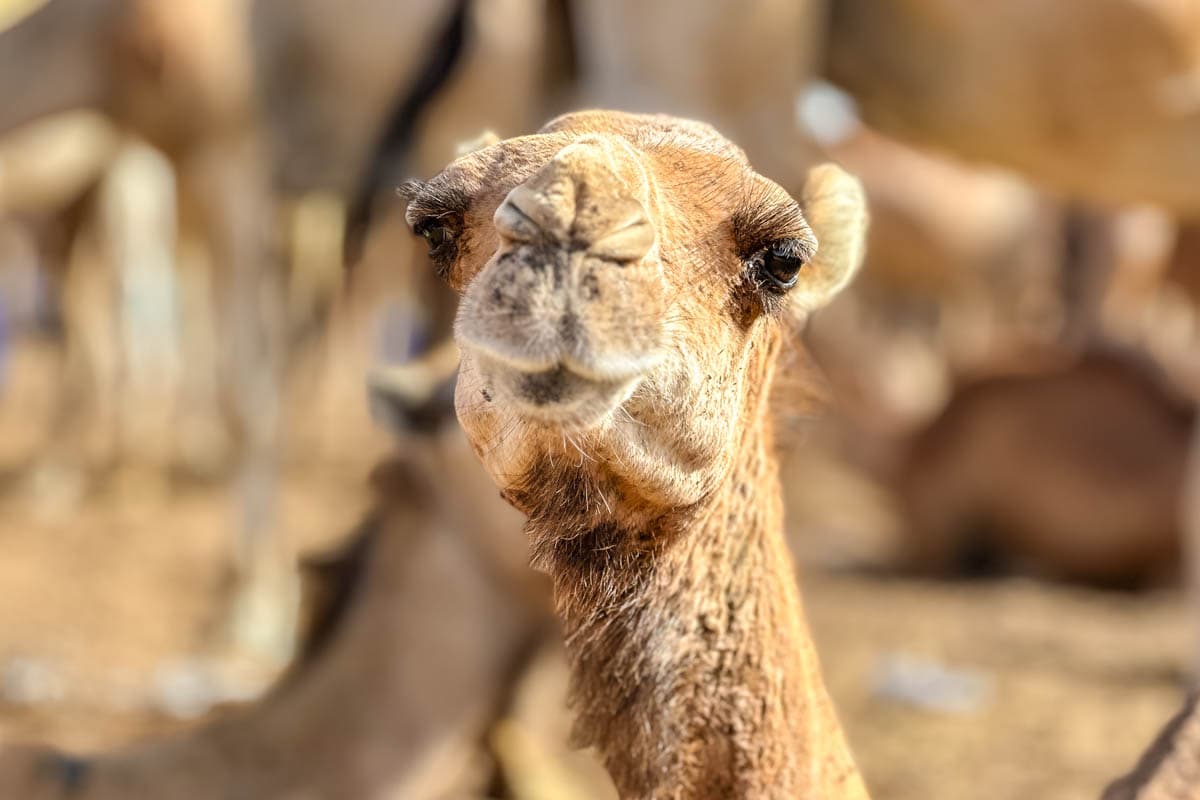 agencia especializada, Aventura, camellos, expedición, Mauritania, mercado, Nuakchot, pescado, que ver, ruta, Viaje, viaje solo, visitas