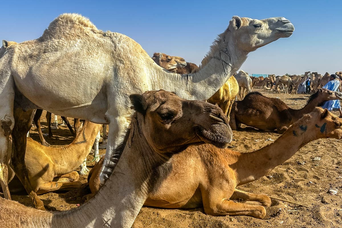 agencia especializada, Aventura, camellos, expedición, Mauritania, mercado, Nuakchot, pescado, que ver, ruta, Viaje, viaje solo, visitas