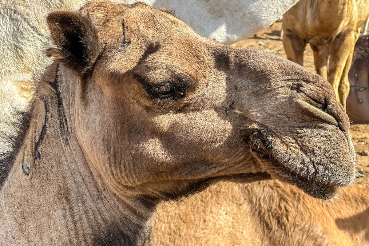 agencia especializada, Aventura, camellos, expedición, Mauritania, mercado, Nuakchot, pescado, que ver, ruta, Viaje, viaje solo, visitas