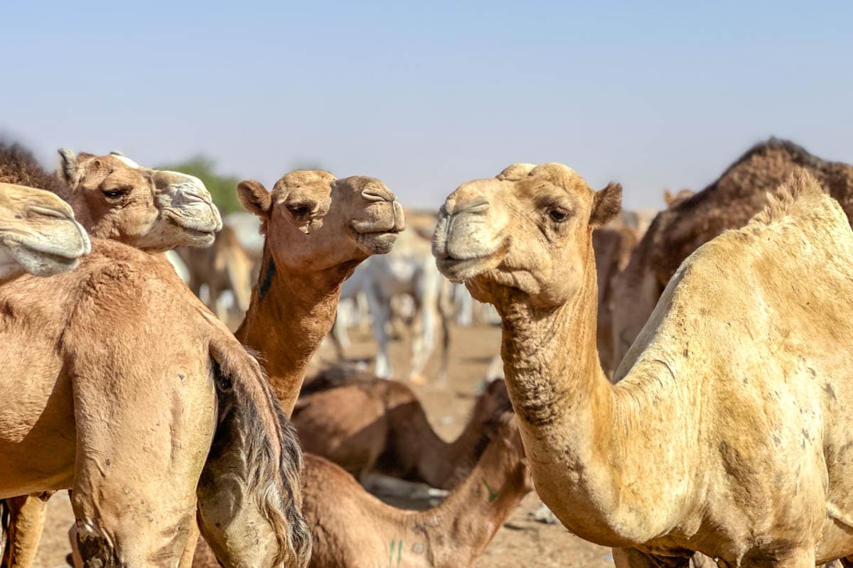 agencia especializada, Aventura, camellos, expedición, Mauritania, mercado, Nuakchot, pescado, que ver, ruta, Viaje, viaje solo, visitas