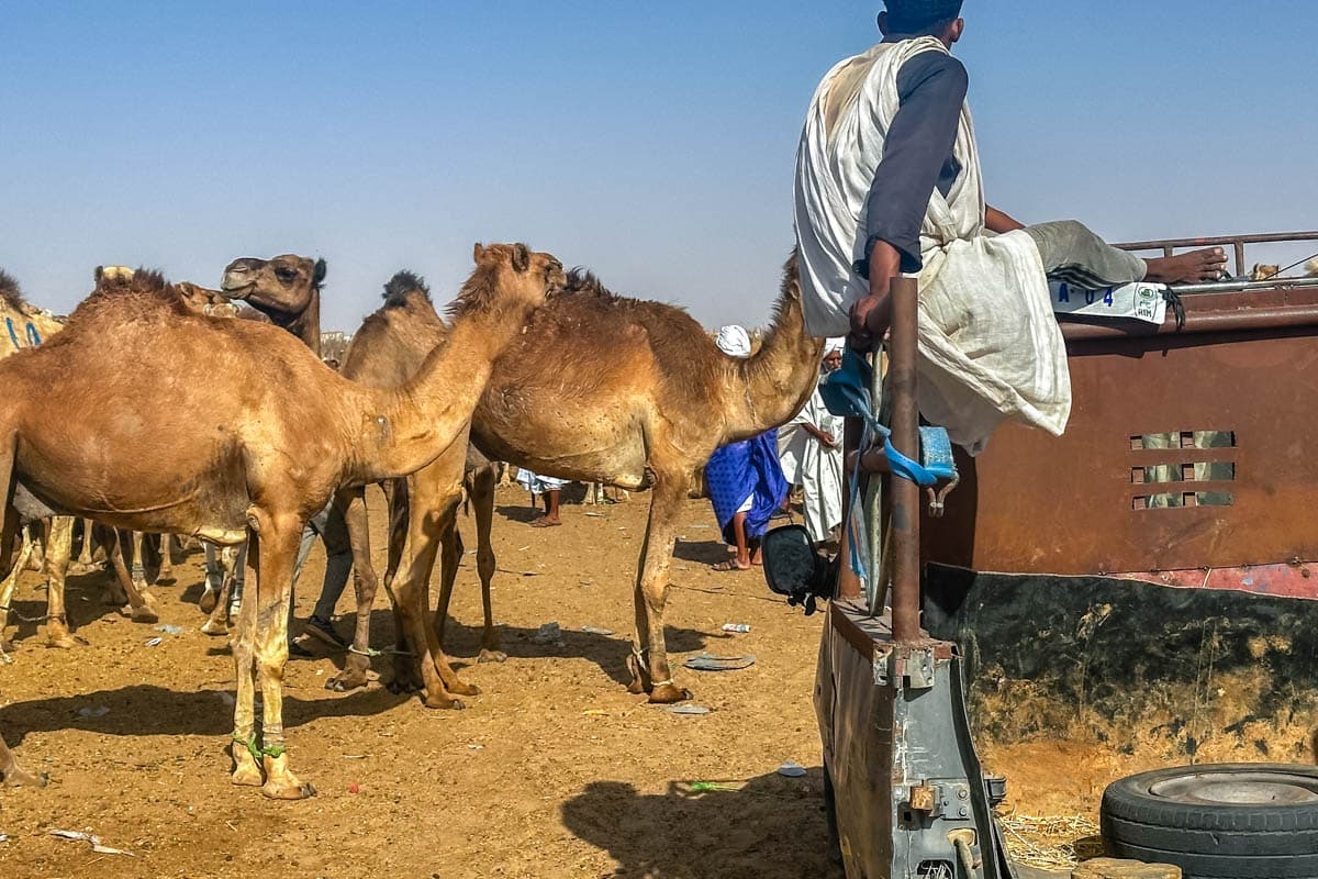 agencia especializada, Aventura, camellos, expedición, Mauritania, mercado, Nuakchot, pescado, que ver, ruta, Viaje, viaje solo, visitas