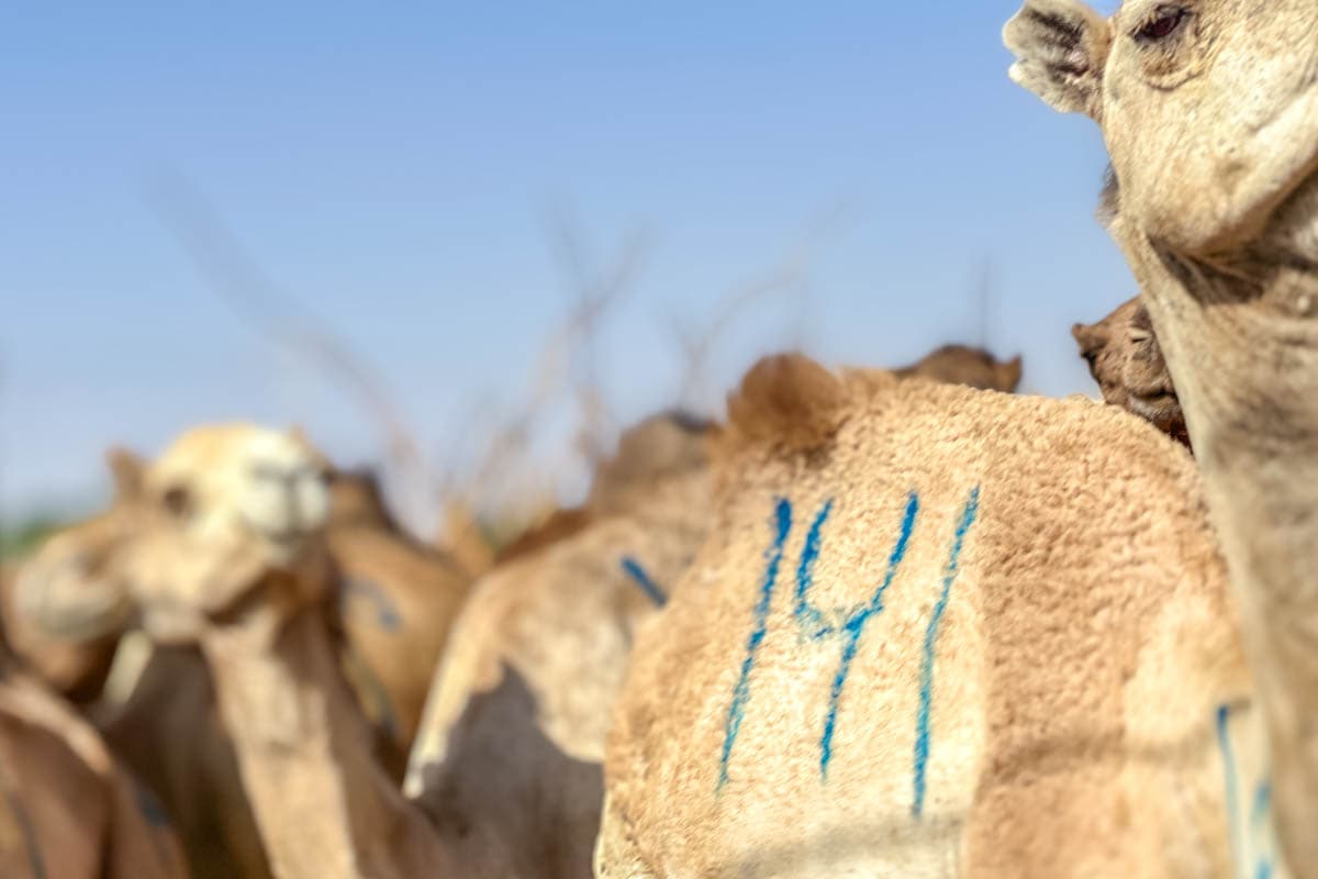 agencia especializada, Aventura, camellos, expedición, Mauritania, mercado, Nuakchot, pescado, que ver, ruta, Viaje, viaje solo, visitas
