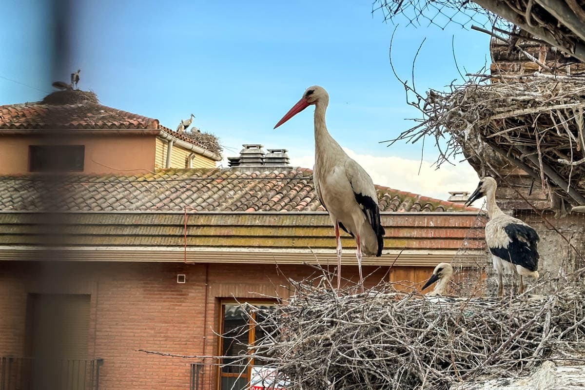 Alfaro, cigüeña, Colegiata de San Miguel, La Rioja, observatorio de aves, qué ver, Qué ver en Alfaro, Sotos del Ebro, viñedos