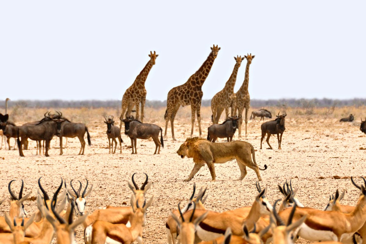 Damaraland, desierto, Etosha, Himba, montañas, Namib, Namibia, naturaleza, parques nacionales, preguntas, respuestas, safari, Skeleton Coast, Sossusvlei, Viaje, Windhoek