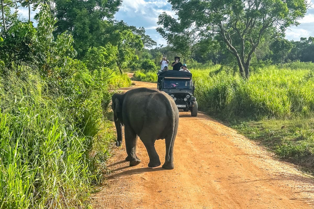 agencia especializada, elefantes, Habarana, Hiriwadunna, poblado, que ver, recorrido, ruta, safari, Sri Lanka, viaje con amigos, villa