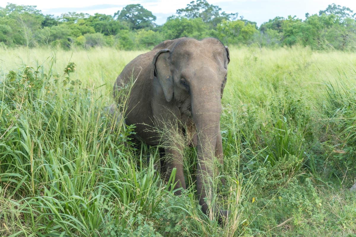 agencia especializada, elefantes, Habarana, Hiriwadunna, poblado, que ver, recorrido, ruta, safari, Sri Lanka, viaje con amigos, villa