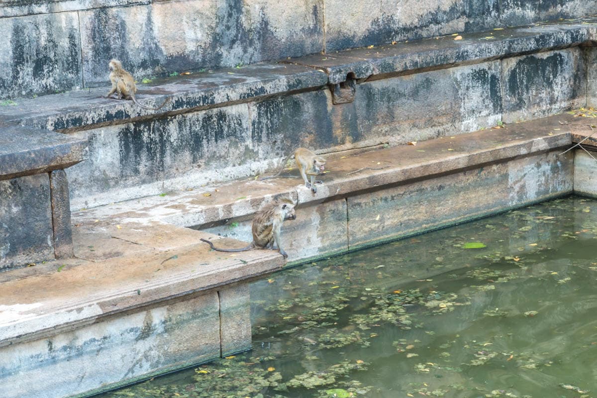 agencia especializada, patrimonio, Polonnaruwa, que ver, recorrido, ruinas, ruta, templos, Unesco, viaje con amigos, visitar