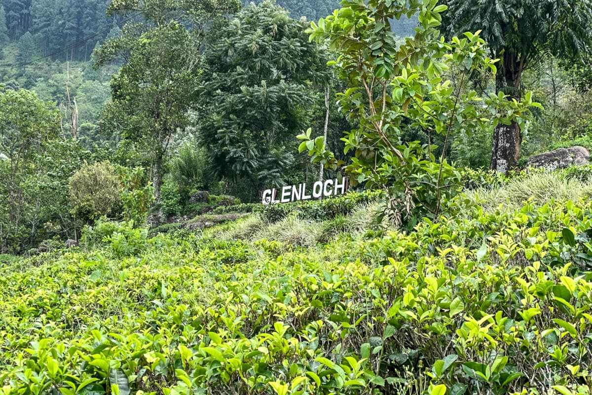 agencia especializada, colonial, Nuwara Eliya, plantaciones, que ver, recorrido, ruta, Sri Lanka, té, viaje con amigos