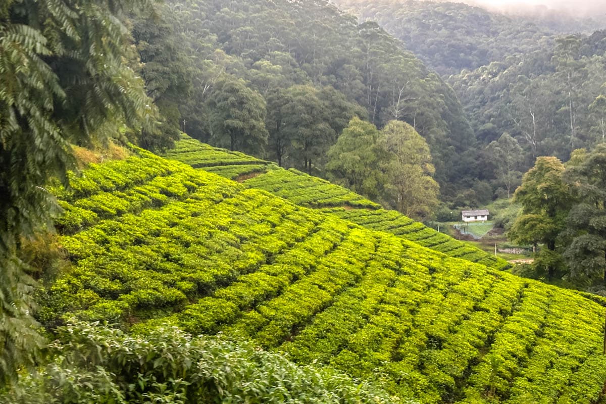 agencia especializada, colonial, Nuwara Eliya, plantaciones, que ver, recorrido, ruta, Sri Lanka, té, viaje con amigos