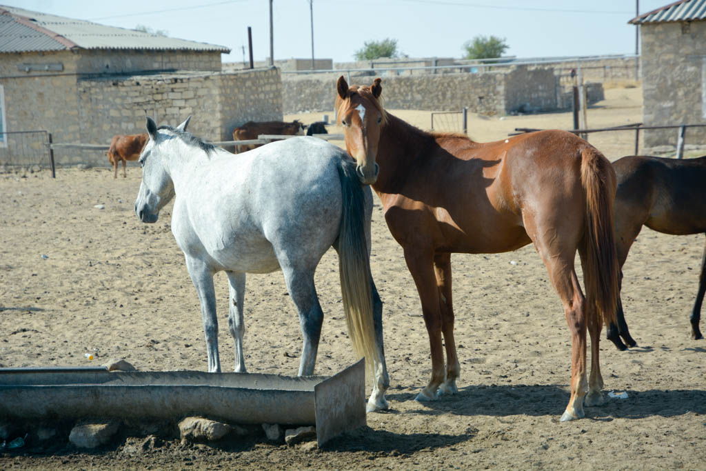 agencia especializada, Awaza, caballos, Crocodile's mouth, gozli ata, Nebitchi, Turkmenbashi, Turkmenistan, viaje en pareja, Yangykala